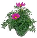 Afbeelding van EJ Cosmos Bipinatus Carmine